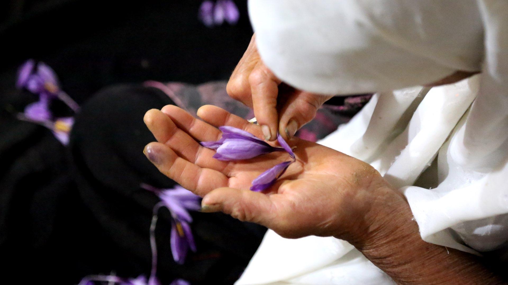 Saffron processing